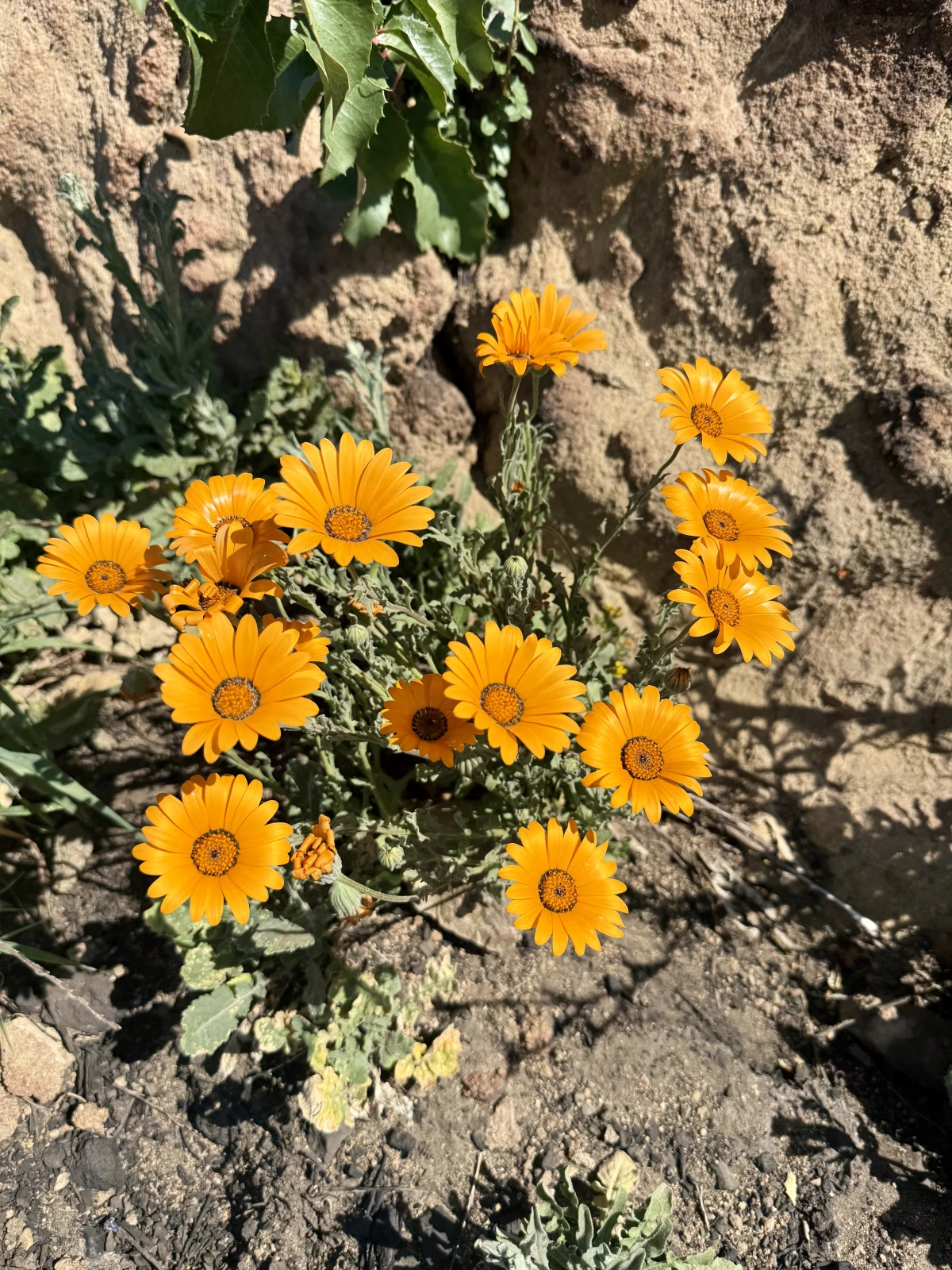 Flores silvestres reconquistan la ladera calcinada